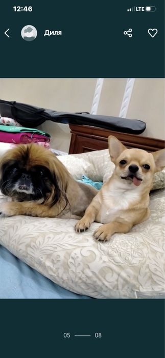 Передержка для собачек 3000 тг