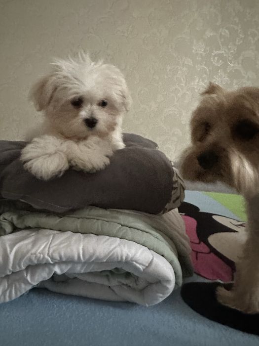 Щенок Мальтипу мальчик