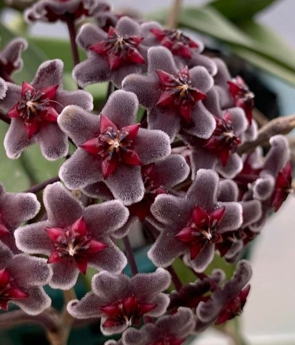 Flori, plante rare de Lacrima Maicii Domnului ( Hoya )