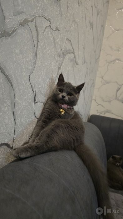 Скоттиш Страйт девочка