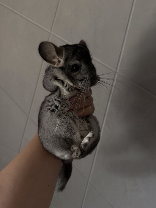 Продам шиншилу мальчик