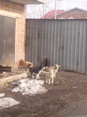 Помогите обрести дом!