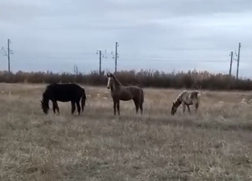 Продам кабыл и жеребят