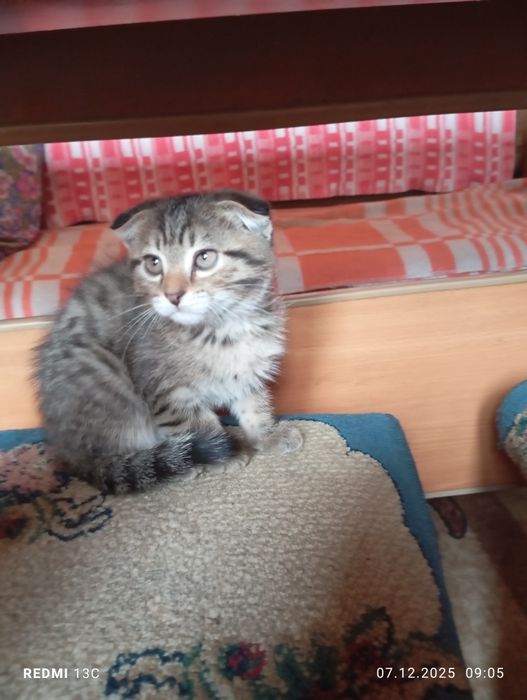 Отдам даром котят