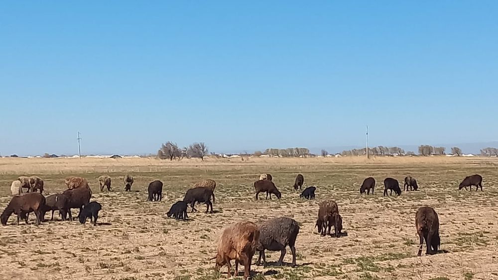 Қозлы қой сатылады