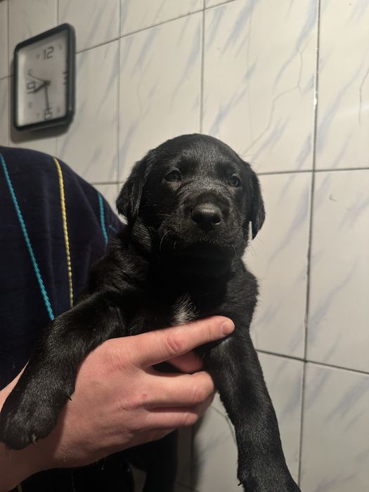 Лабрадор  щенки мальчики