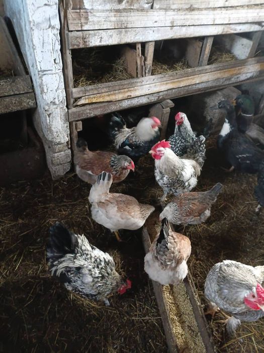 Петухи молодые, әтештер