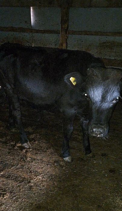 Продам бычок 7-месяцев 3головы крупные
