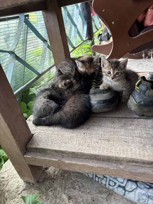 Отдам котят мама мышеловка