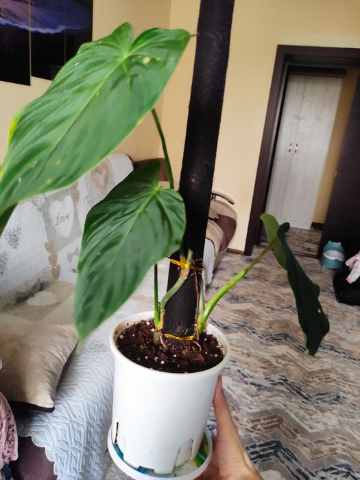 Распродажа декоративных комнатных растений