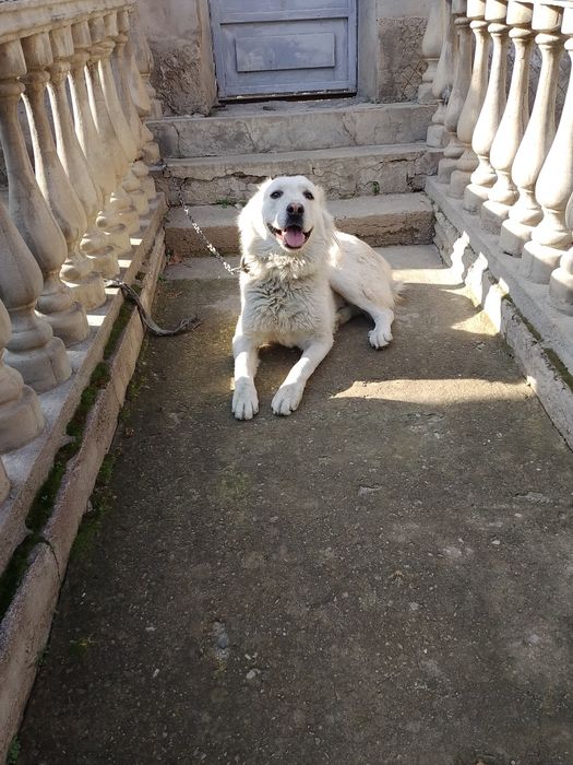 Продаётся собака