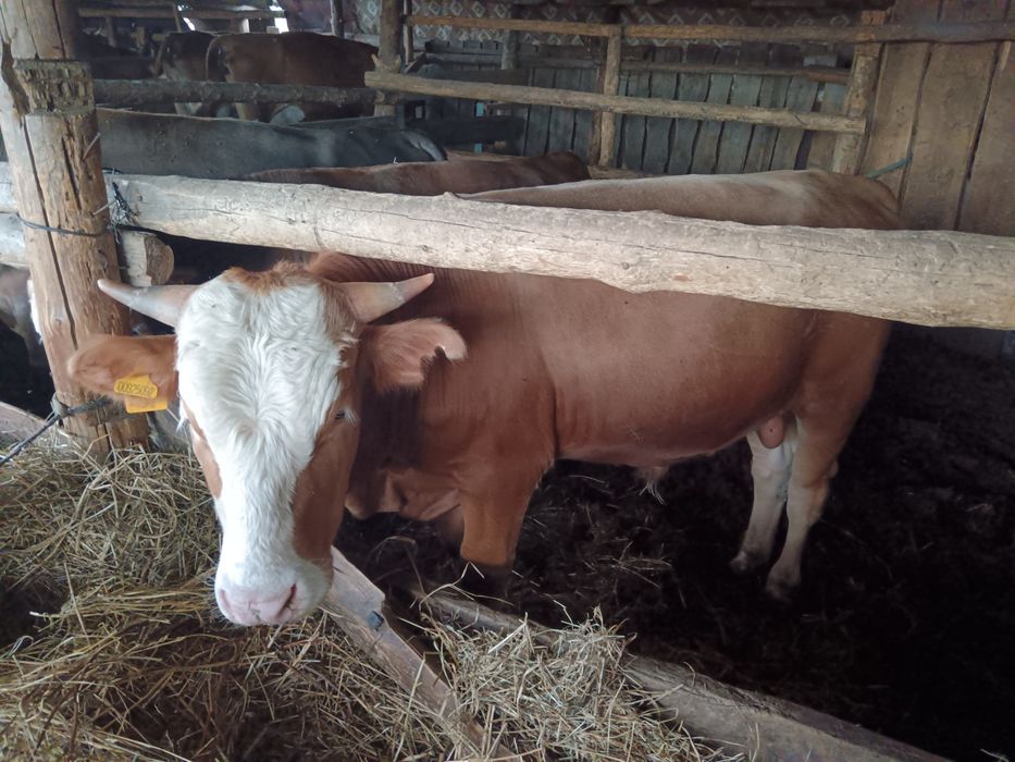 Продам 3их бычков
