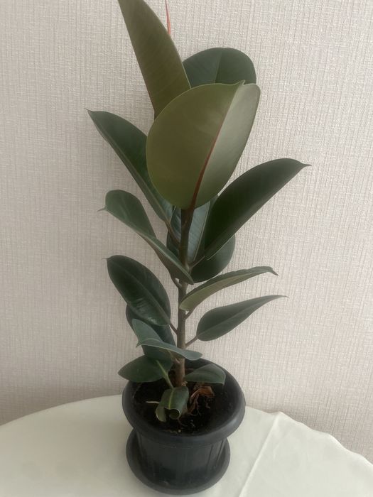 Фикус каучуконосный