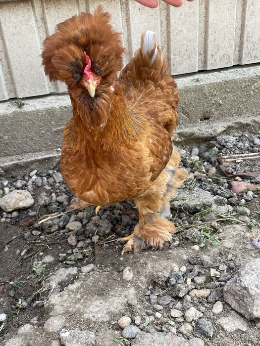 Oua pentru incubat - Gaini motate