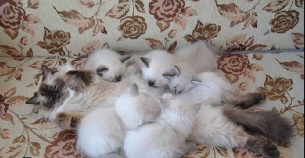 Котята невской маскарадной