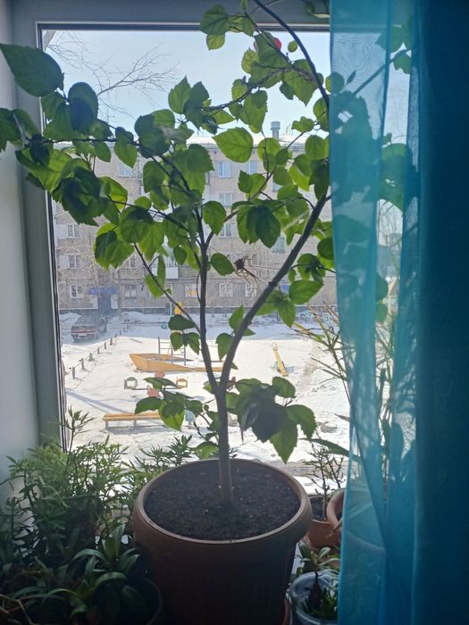 Продам взрослый гибискус