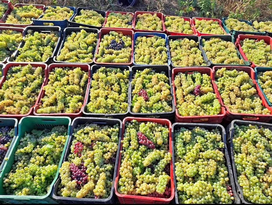 Strugurii de vin