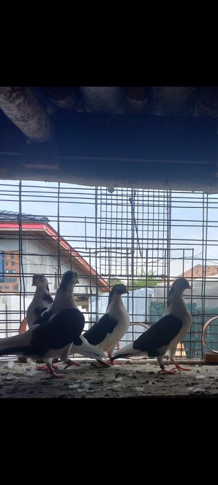 Vând porumbei jucatori