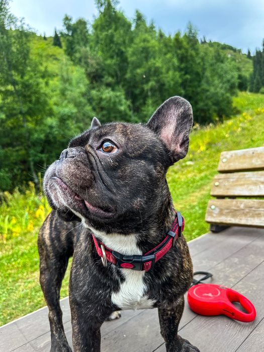 Вязка французкий бульдог