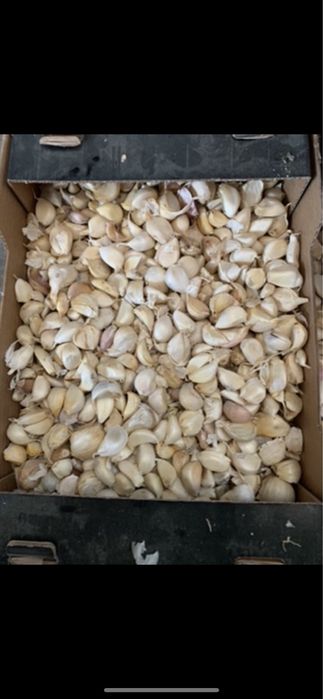 Vand usturoi,desfacut