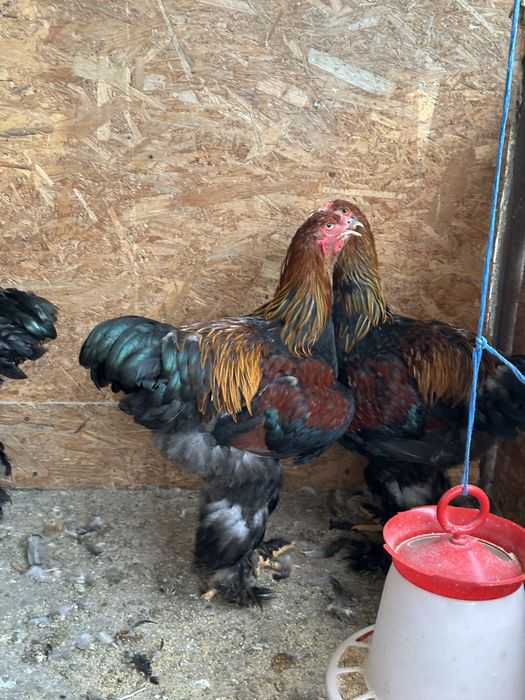 Disponibile perechi brahma potarnichiu si lemon