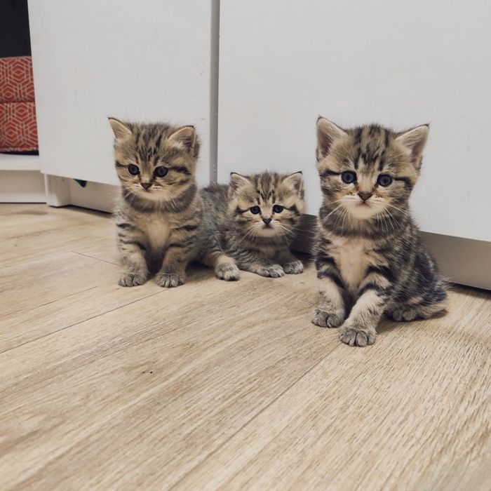 Чистые ухоженные котята, мама британка