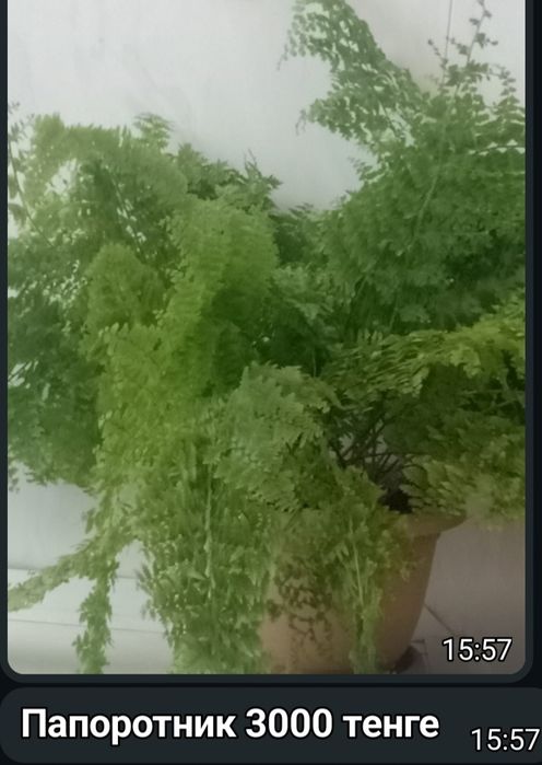 Комнатные цветы.