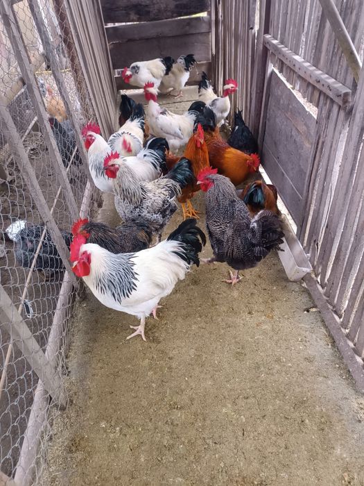 Vând găini si cocoși