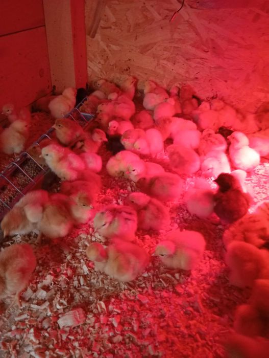 Vând pui de găină de o zi