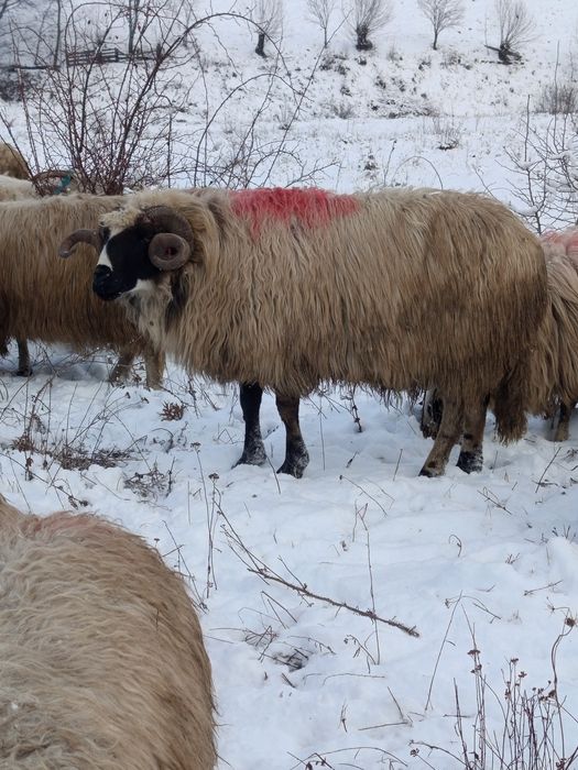 Vînd berbeci tineri