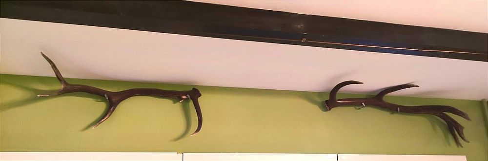 4бр. рога от благороден елен