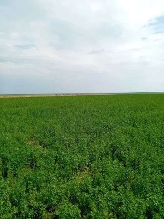 Бали люцерна при заявка