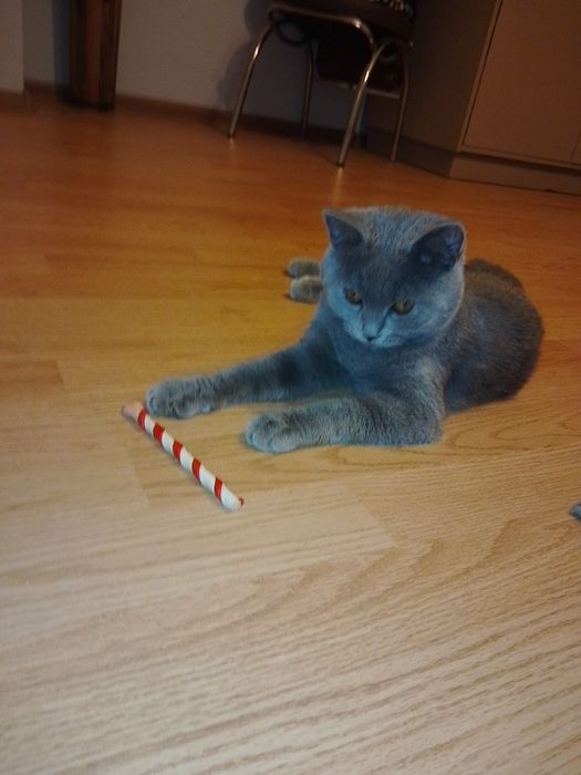 Малко Британче .