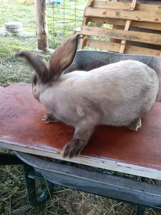 Vând iepuri  secuiești