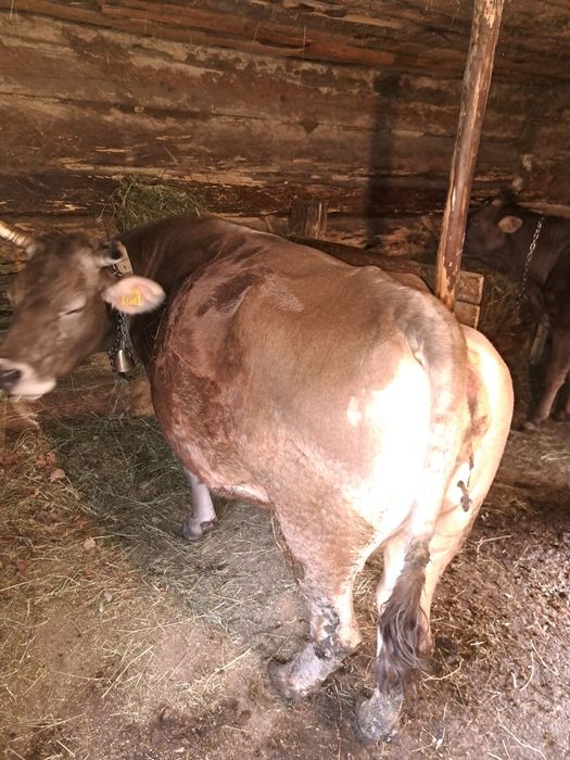 Vând vaca brună de maramures