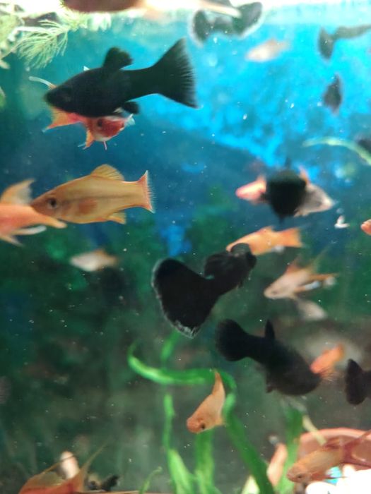 Рыбки парные рыбки.