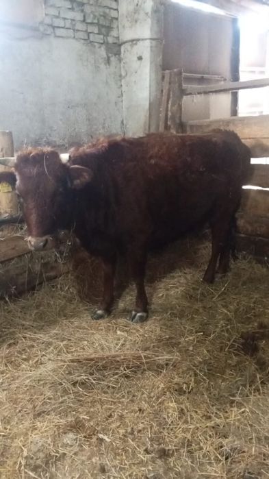 Продам телку стельная