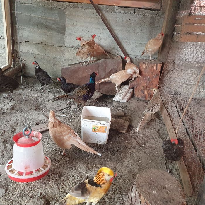 Vând OUA fazani Izabel, tenebros si comuni !!!