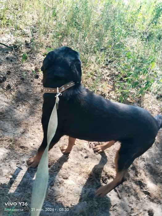 Кабель для вязки Ротвейлер