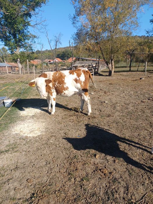Vând 2 jurinci fatate recent