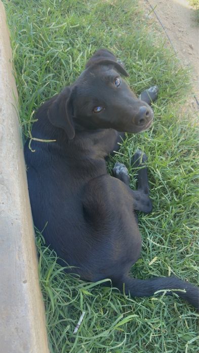 Caine spre adoptie
