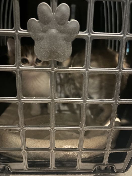 Котенок бесплатно