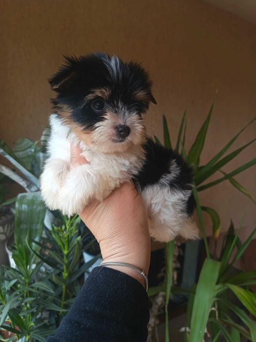 Бивер Йоркширски териер