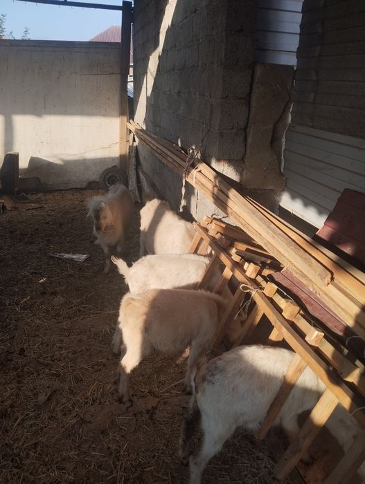 Продается коза 7штук