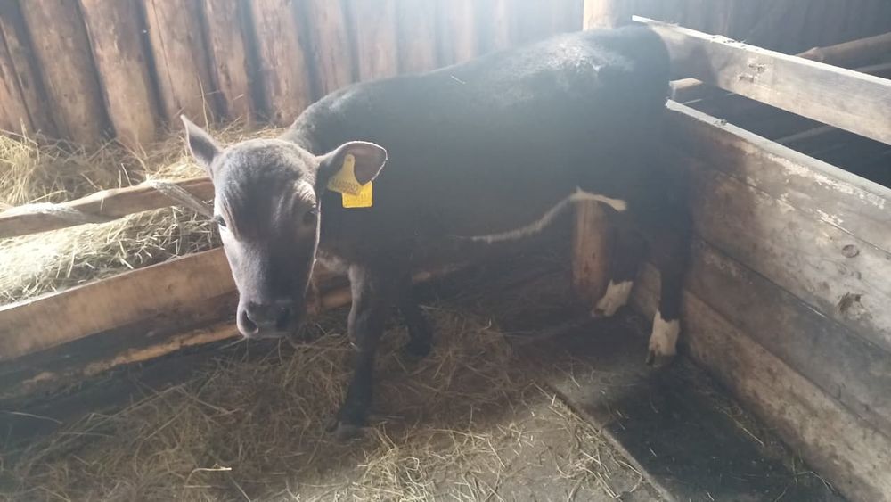 Коровы с телятами!