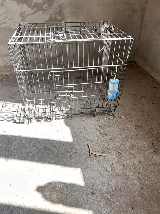 Продаётся кролик