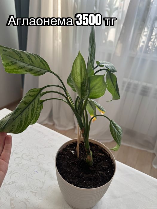 Комнатные домашние растения