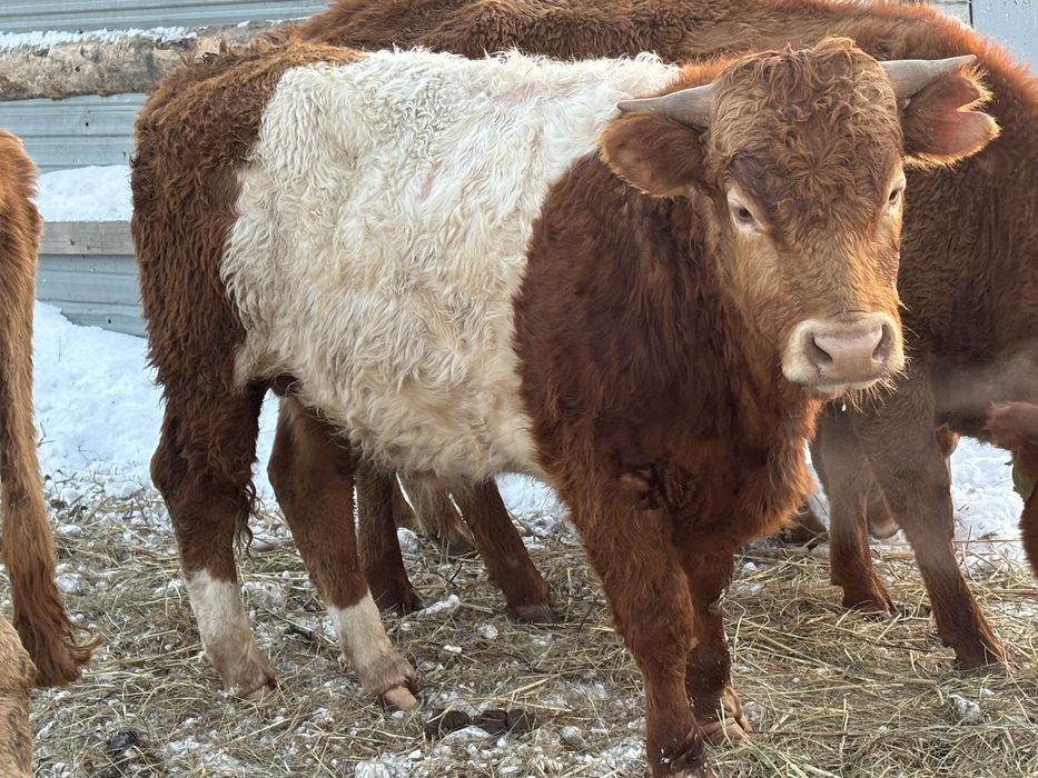 Откорм  букалар.