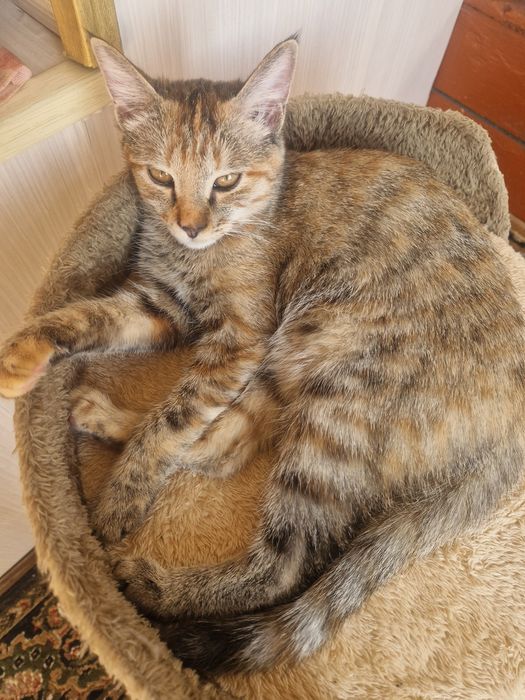 Отдаю на добрые руки