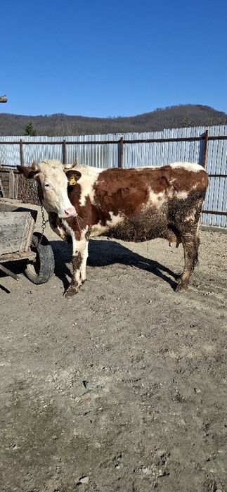 Vacă bălțată românească.